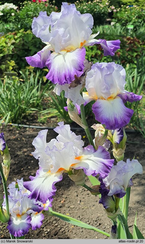 Iris hort. Alice Goodman