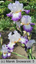 Iris hort. Alice Goodman