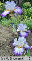 Iris hort. Alice Goodman