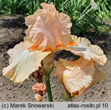Iris hort. Sky Hooks