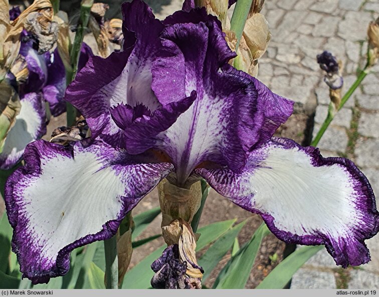 Iris hort. Bonnieblue