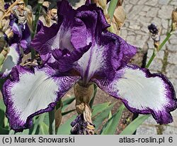 Iris hort. Bonnieblue