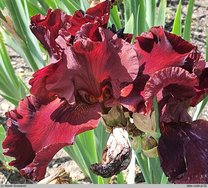Iris hort. Warrior King