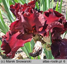 Iris hort. Warrior King