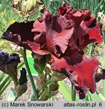Iris hort. Warrior King