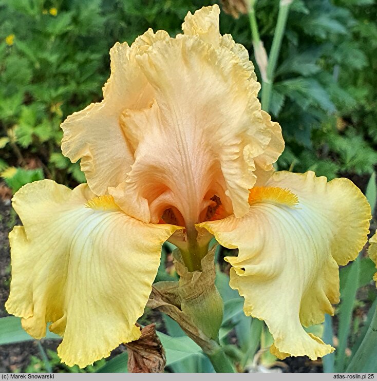 Iris hort. Dawning