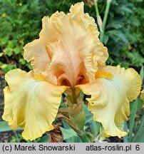 Iris hort. Dawning