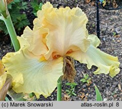 Iris Dawning