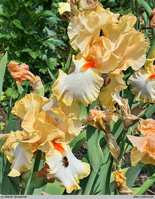 Iris hort. Champagne Waltz