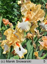 Iris hort. Champagne Waltz