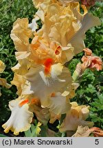 Iris hort. Champagne Waltz