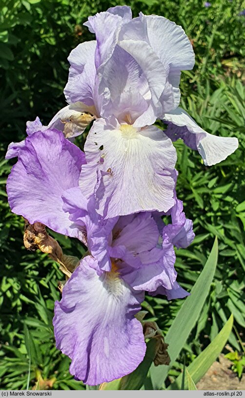 Iris hort. Foaming Seas