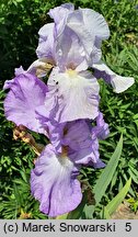 Iris hort. Foaming Seas
