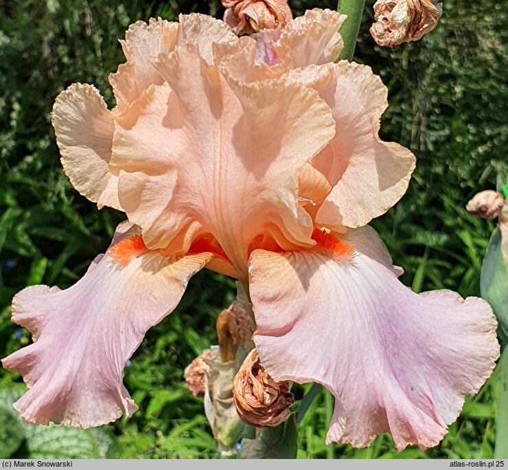 Iris hort. Goodbye Heart
