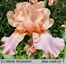 Iris hort. Goodbye Heart