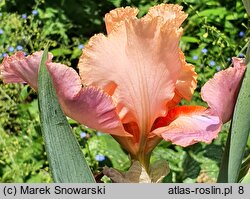 Iris hort. Goodbye Heart