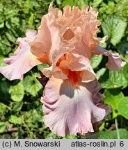 Iris hort. Goodbye Heart