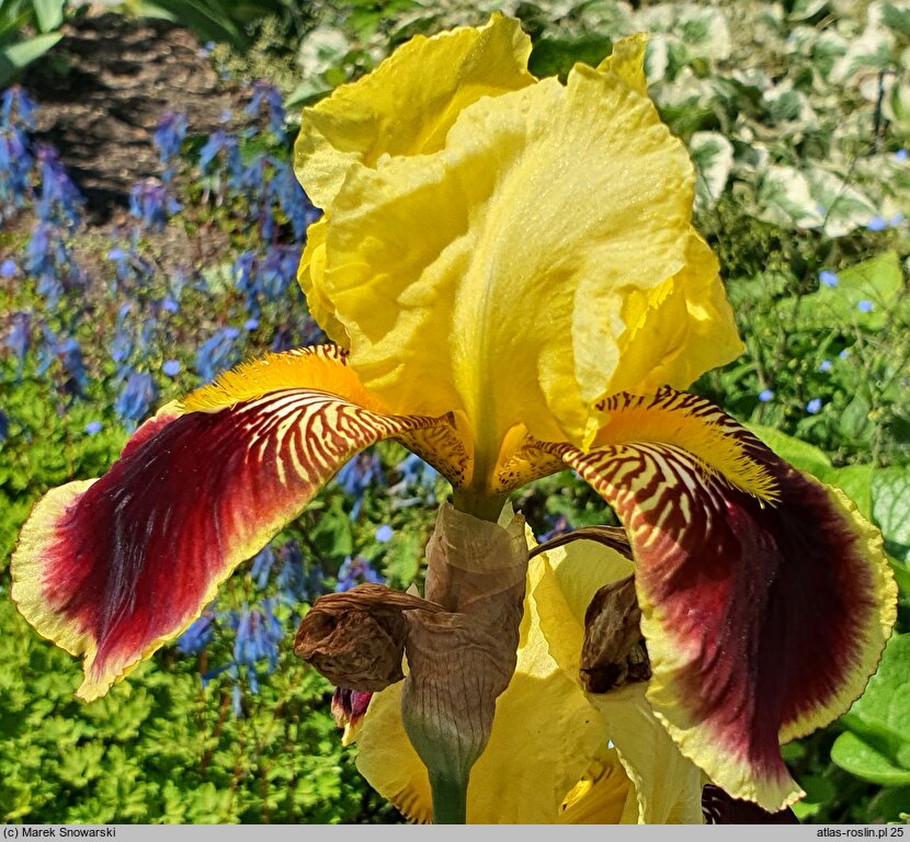 Iris hort. Pretender