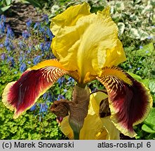 Iris hort. Pretender