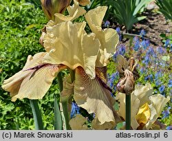 Iris hort. Thornbird