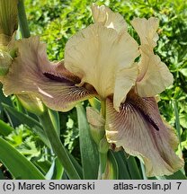 Iris hort. Thornbird