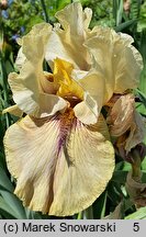 Iris hort. Thornbird