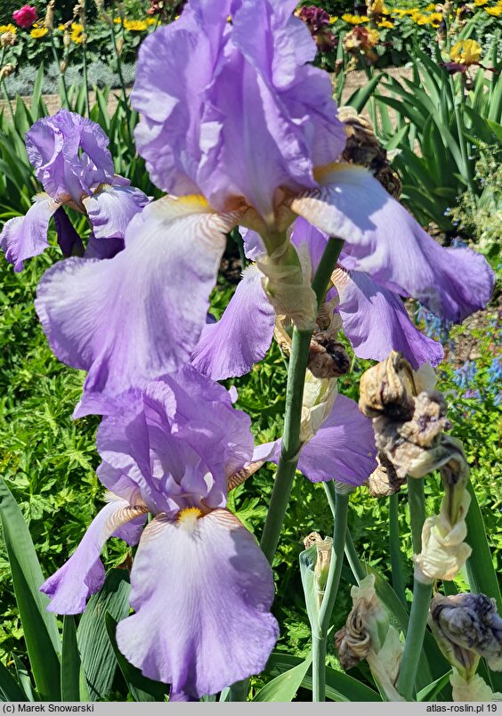 Iris hort. Książę Pepi