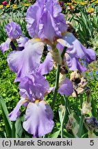 Iris hort. Książę Pepi