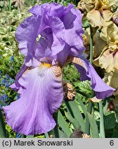 Iris hort. Książę Pepi