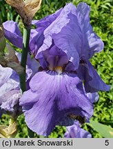 Iris hort. Arkady
