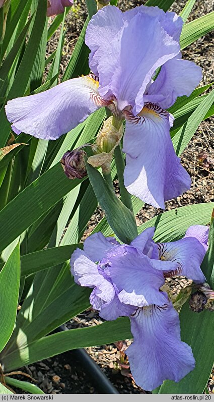 Iris hort. Arkady