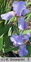 Iris hort. Arkady