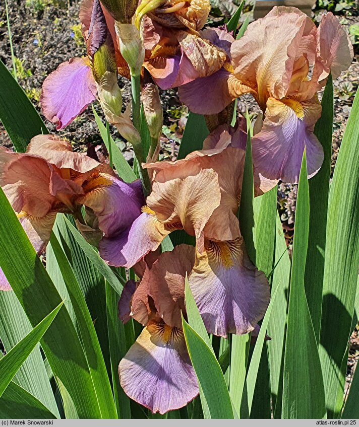 Iris hort. Old Vienna