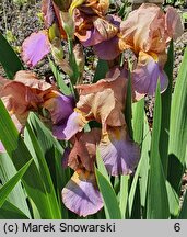 Iris hort. Old Vienna