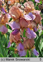 Iris Old Vienna