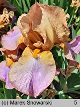 Iris hort. Old Vienna