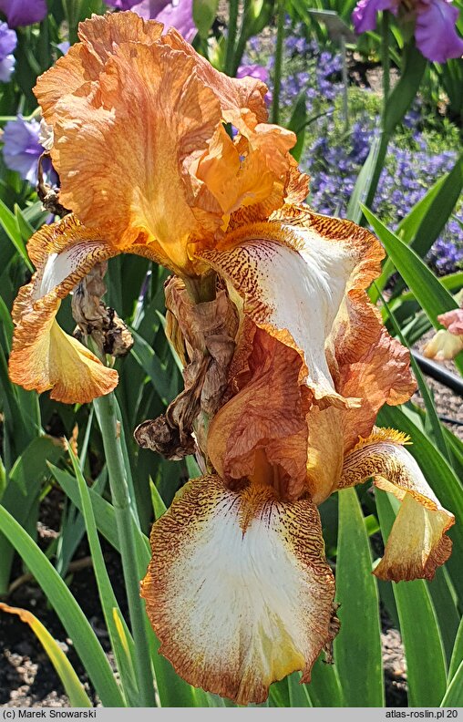 Iris hort. Henna Stitches