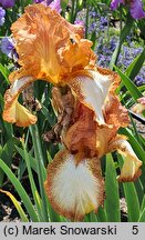 Iris hort. Henna Stitches