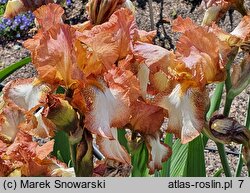 Iris hort. Henna Stitches