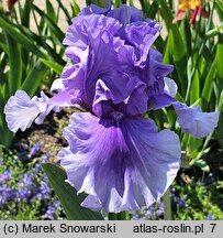 Iris hort. Bałtyk