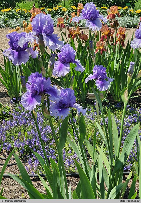 Iris hort. Bałtyk