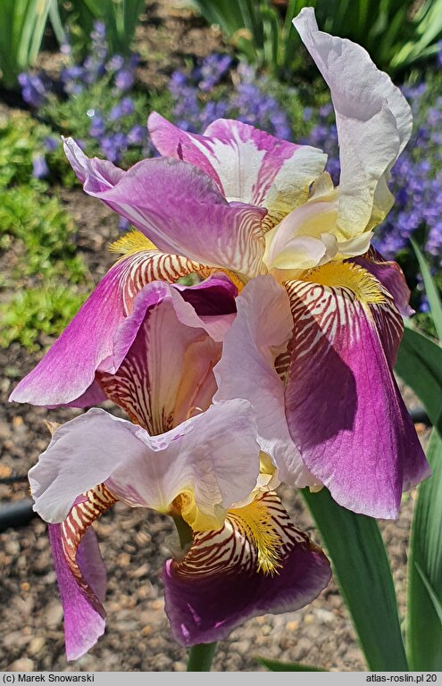 Iris hort. Folkwang