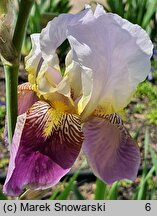 Iris hort. Folkwang