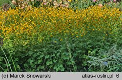 Ranunculus acris s.str. Multiplex