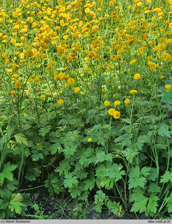 Ranunculus acris Multiplex