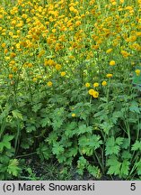 Ranunculus acris s.str. Multiplex