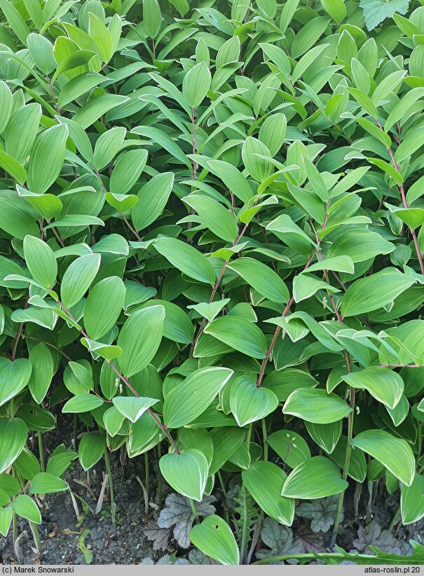 Polygonatum falcatum (kokoryczka sierpowata)