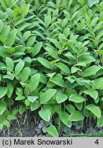 Polygonatum falcatum (kokoryczka sierpowata)