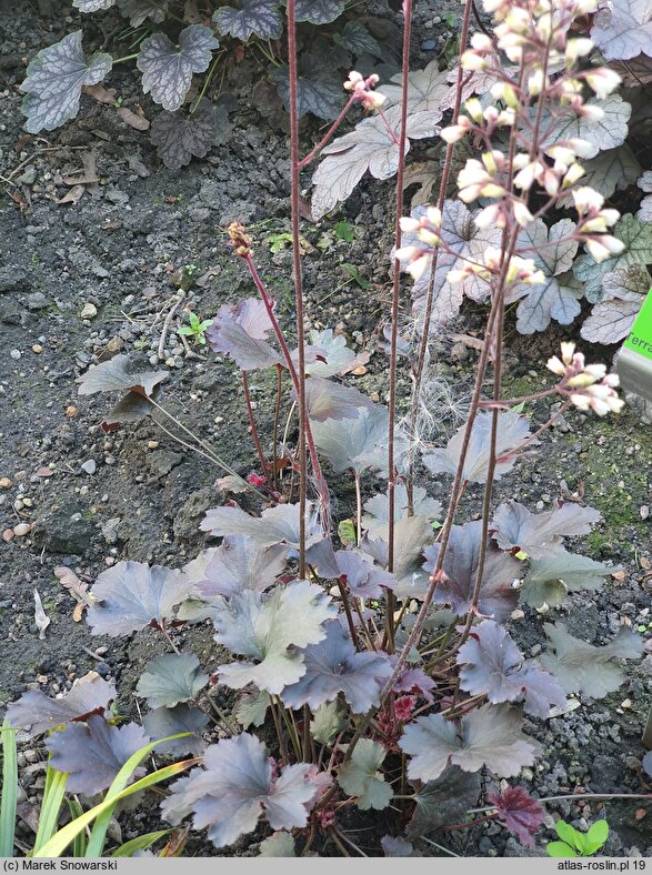 Heuchera Starry Night