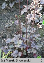 Heuchera Starry Night